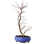 Acer palmatum Deshojo, 38 cm, ± 8 Jahre alt