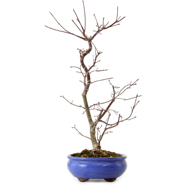 Acer palmatum Deshojo, 38 cm, ± 8 Jahre alt