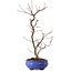 Acer palmatum Deshojo, 38 cm, ± 8 ans
