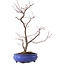 Acer palmatum Deshojo, 38 cm, ± 8 Jahre alt