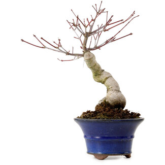 Acer palmatum Seigen, 30 cm, ± 20 Jahre alt