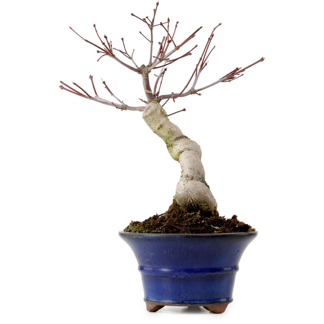 Acer palmatum Seigen, 30 cm, ca. 20 Jahre alt, mit einem Wurzelhals von 8 cm