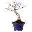 Acer palmatum Seigen, 30 cm, ± 20 anni, con nebari di 8 cm