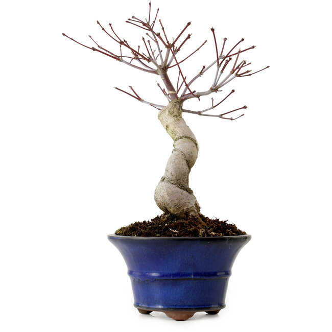 Acer palmatum Seigen, 30 cm, ± 20 jaar oud, met een nebari van 8 cm
