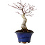 Acer palmatum Seigen, 30 cm, ± 20 ans, avec un nebari de 8 cm
