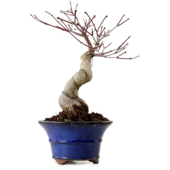 Acer palmatum Seigen, 30 cm, ca. 20 Jahre alt, mit einem Wurzelhals von 8 cm