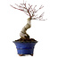Acer palmatum Seigen, 30 cm, ± 20 anni, con nebari di 8 cm