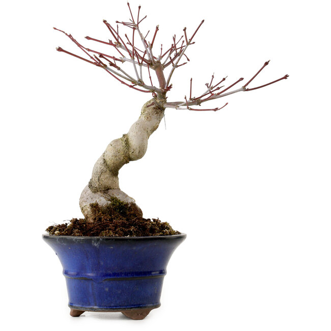 Acer palmatum Seigen, 30 cm, ± 20 jaar oud, met een nebari van 8 cm