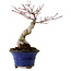 Acer palmatum Seigen, 30 cm, ± 20 jaar oud, met een nebari van 8 cm