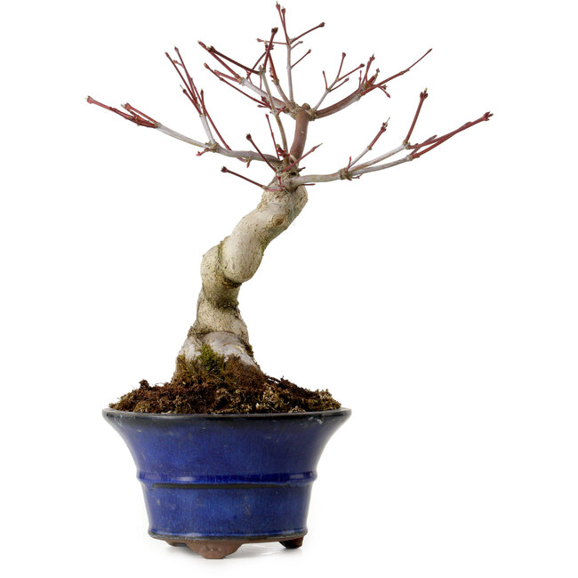 Acer palmatum Seigen, 30 cm, ± 20 ans, avec un nebari de 8 cm
