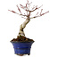 Acer palmatum Seigen, 30 cm, ± 20 years old, with a nebari of 8 cm