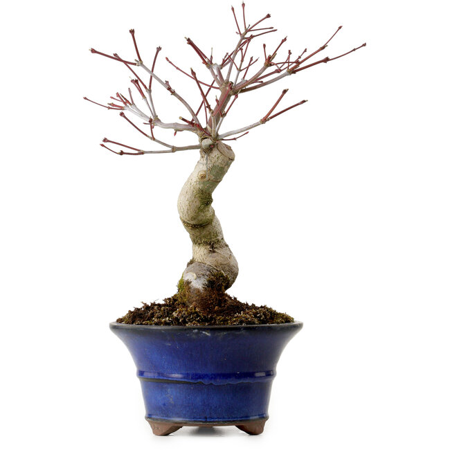 Acer palmatum Seigen, 30 cm, ± 20 years old, with a nebari of 8 cm