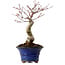 Acer palmatum Seigen, 30 cm, ± 20 anni, con nebari di 8 cm