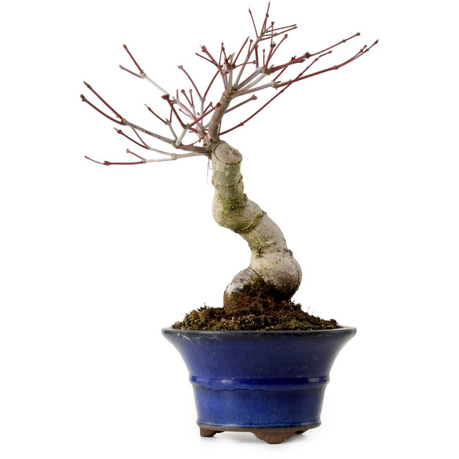 Acer palmatum Seigen, 30 cm, ± 20 jaar oud, met een nebari van 8 cm