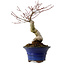 Acer palmatum Seigen, 30 cm, ± 20 años de edad, con un nebari de 8 cm