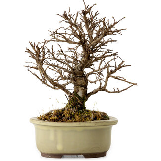 Ulmus parvifolia Nire, 16,5 cm, ± 10 Jahre alt