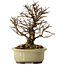 Ulmus parvifolia Nire, 16,5 cm, ± 10 years old