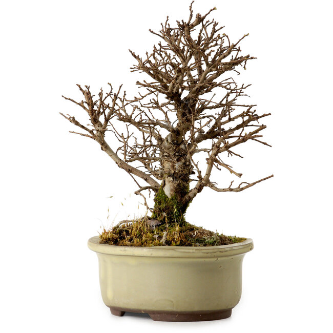 Ulmus parvifolia Nire, 16,5 cm, ± 10 jaar oud