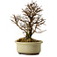 Ulmus parvifolia Nire, 16,5 cm, ± 10 years old