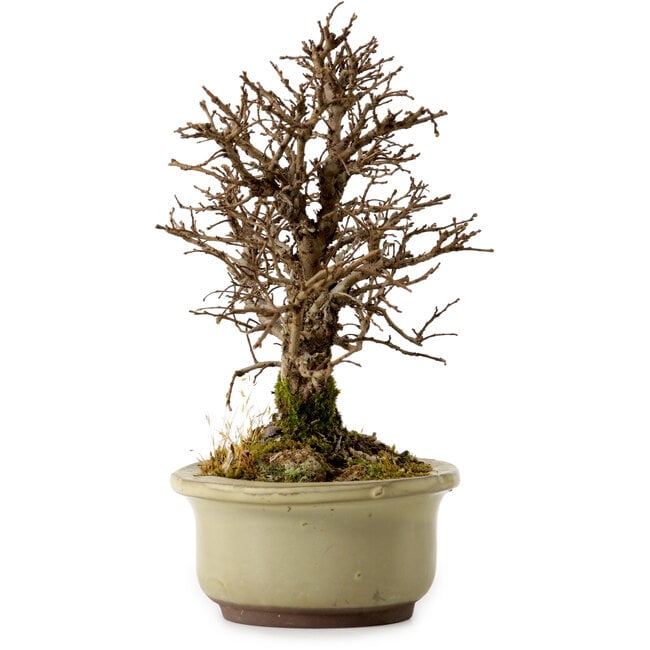 Ulmus parvifolia Nire, 16,5 cm, ± 10 ans