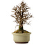 Ulmus parvifolia Nire, 16,5 cm, ± 10 years old