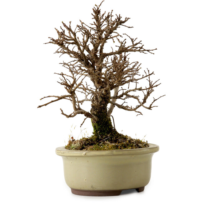 Ulmus parvifolia Nire, 16,5 cm, ± 10 anni