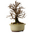 Ulmus parvifolia Nire, 16,5 cm, ± 10 ans