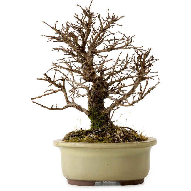 Ulmus parvifolia Nire, 16,5 cm, ± 10 años