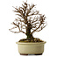 Ulmus parvifolia Nire, 16,5 cm, ± 10 Jahre alt