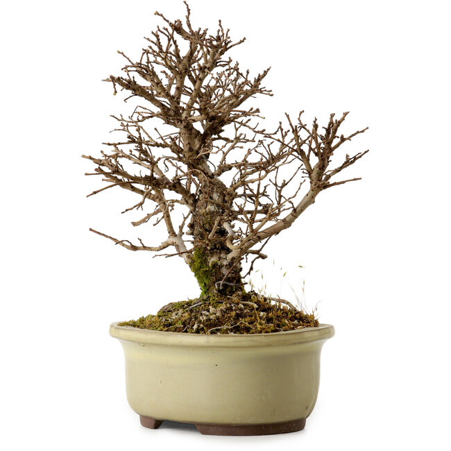 Ulmus parvifolia Nire, 16,5 cm, ± 10 jaar oud