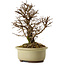 Ulmus parvifolia Nire, 16,5 cm, ± 10 years old
