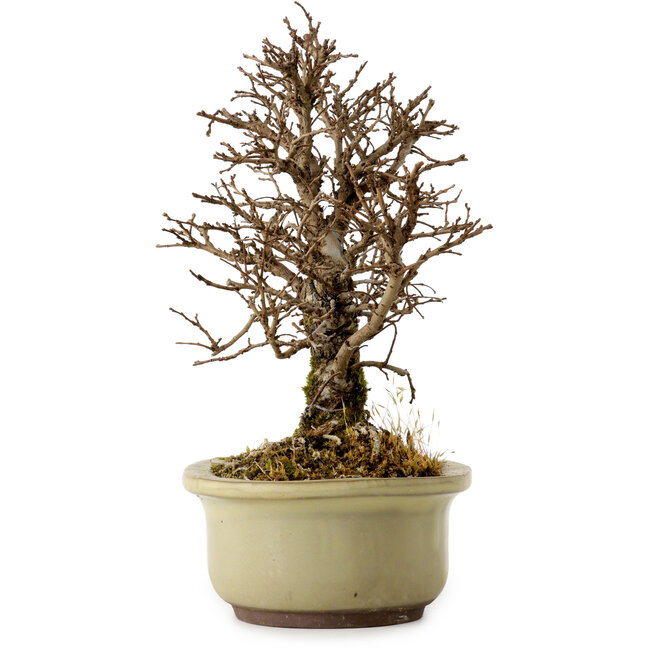 Ulmus parvifolia Nire, 16,5 cm, ± 10 ans
