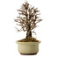 Ulmus parvifolia Nire, 16,5 cm, ± 10 years old