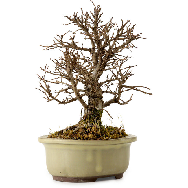 Ulmus parvifolia Nire, 16,5 cm, ± 10 ans