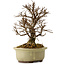 Ulmus parvifolia Nire, 16,5 cm, ± 10 years old