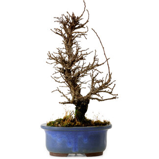 Ulmus parvifolia Nire, 20 cm, ± 10 years old