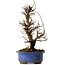 Ulmus parvifolia Nire, 20 cm, ± 10 years old