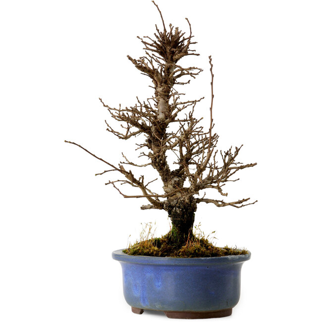 Ulmus parvifolia Nire, 20 cm, ± 10 years old
