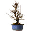 Ulmus parvifolia Nire, 20 cm, ± 10 Jahre alt