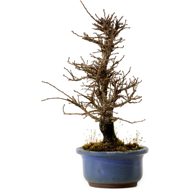 Ulmus parvifolia Nire, 20 cm, ± 10 jaar oud
