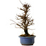 Ulmus parvifolia Nire, 20 cm, ± 10 years old