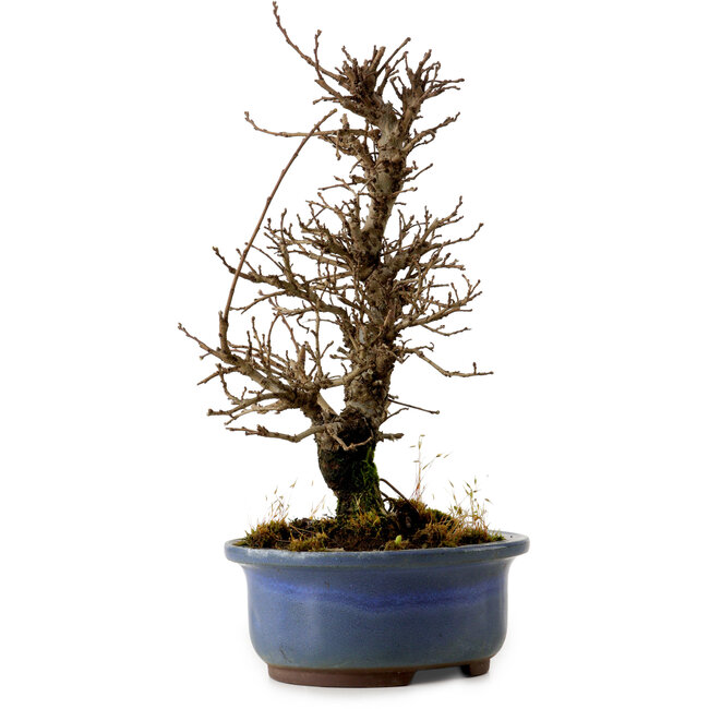 Ulmus parvifolia Nire, 20 cm, ± 10 jaar oud