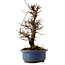 Ulmus parvifolia Nire, 20 cm, ± 10 years old