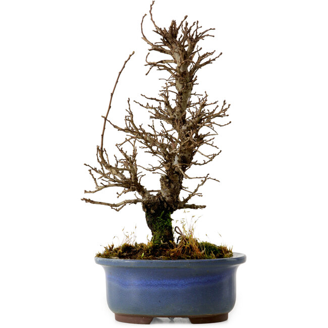 Ulmus parvifolia Nire, 20 cm, ± 10 Jahre alt