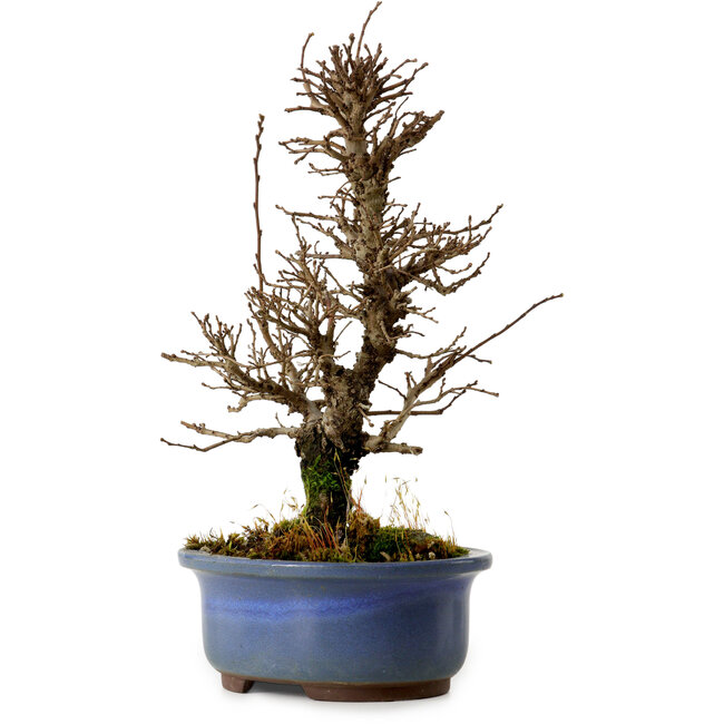 Ulmus parvifolia Nire, 20 cm, ± 10 Jahre alt