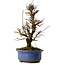Ulmus parvifolia Nire, 20 cm, ± 10 years old