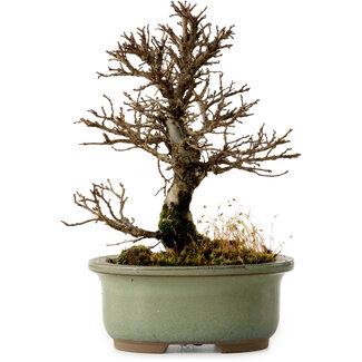 Ulmus parvifolia Nire, 17 cm, ± 10 años