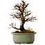 Ulmus parvifolia Nire, 17 cm, ± 10 ans