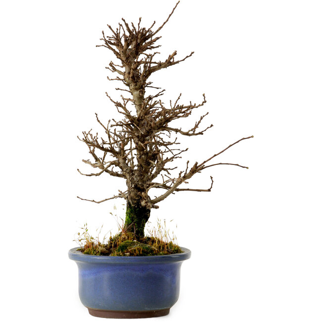 Ulmus parvifolia Nire, 20 cm, ± 10 years old