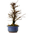 Ulmus parvifolia Nire, 20 cm, ± 10 years old